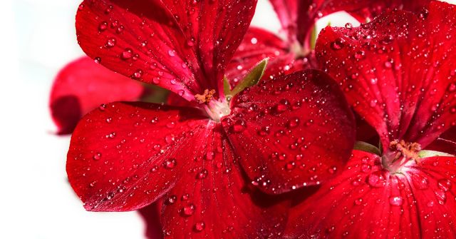 Mystic Geranium Tory Burch perfume - a fragrance for women 2022