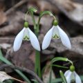 Snowdrops Coming Up: Early Flowers in the Forest and in Perfumery