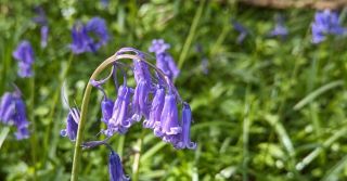 Scents of England: Bluebells