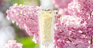 Cartier Pur Lilas – Tender Pale Pink Lilac