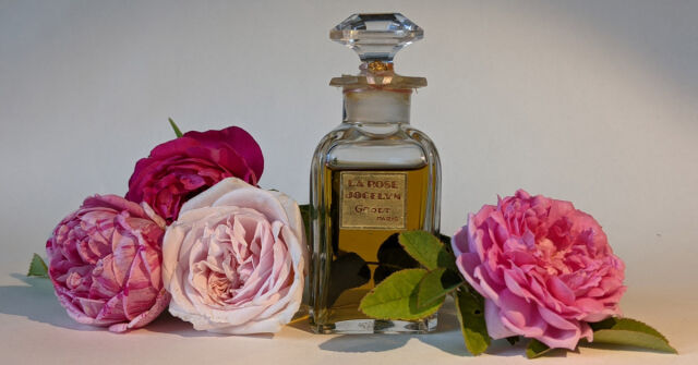 La Rose Jacqueminot Coty perfume - a fragrance for women 1904