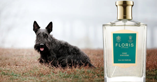 English Fern Penhaligon's perfume - a fragrance for women and men 1890