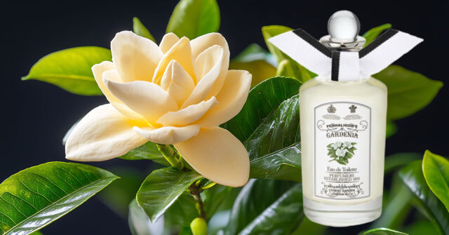ペンハリガン　ANTHOLOGY GARDENIA Gardenia Penhaligon's perfume - a fragrance for women 1976