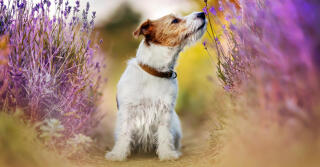 Primary Odors or the Olfactory Alphabet