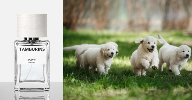 Puppy Tamburins perfume - a new fragrance for women and men 2025
