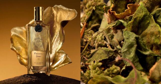 Odalisque Nicolai Parfumeur Createur perfume - a fragrance for