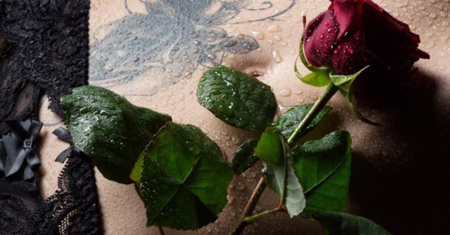 Pět vášnivých oudů od Swiss Arabian