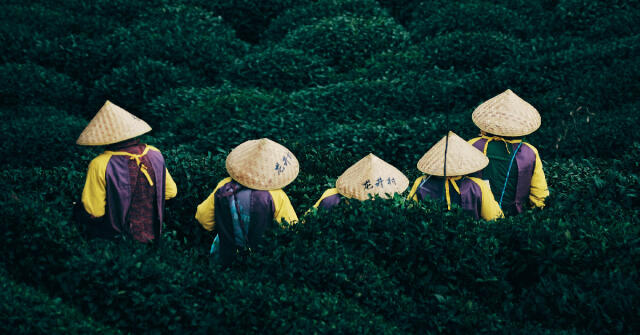 UttoriのPhoenix Oolong：茶香水におけるひとつの啓示