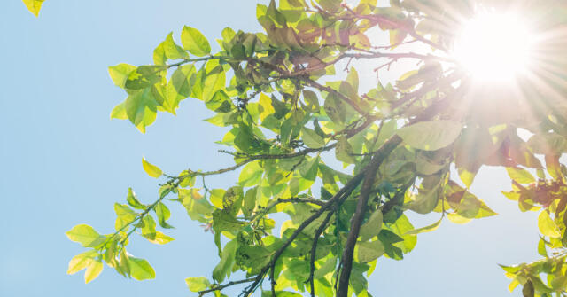 日常の黄金の光：Fukudo 浮香堂 Summertime 夏日