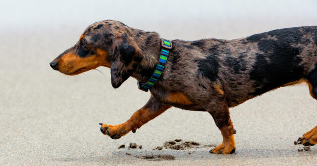 Tamburins Puppy：まどろむダックスフントの香り