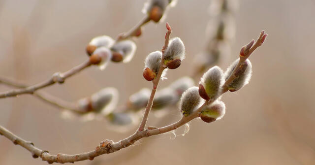 나의 안테스테리온(Anthesterion): 겨울과 봄의 만남. Part 2