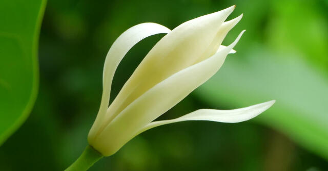 매그놀리아: 선사 시대의 꽃과 현대의 향수