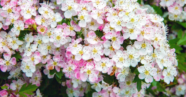 나의 안테스테리온: 계절이 바뀌는 꿈. 1부