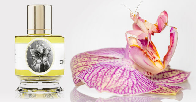 Nightingale Zoologist Perfumes perfume - a fragrância