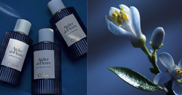 Gucci Bloom Ambrosia di Fiori Gucci perfume - a fragrância