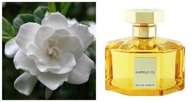 Trayee Neela Vermeire Creations perfume - a fragrância