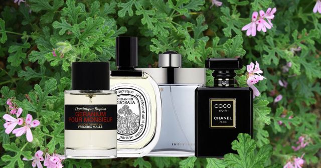 Geranium Odorata Diptyque parfum - un parfum unisex 2014