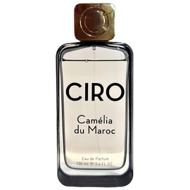 Camélia du Maroc