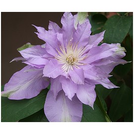 perfume Fleur De Lilac