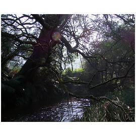 Naiad