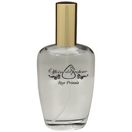 perfume Rosa Primula