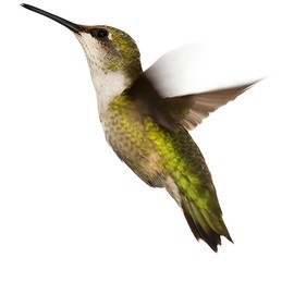 perfume Hot Tension Ardent Vanilla