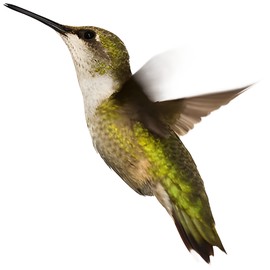 perfume Quiddity Riot