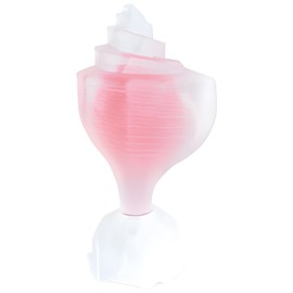 Pink Conch