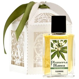 Plumeria Blanca