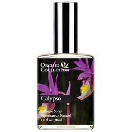 Calypso Orchid