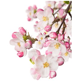 perfume Japanese Garden CVS Essence of Beauty