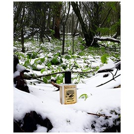 Snowmint Mallow