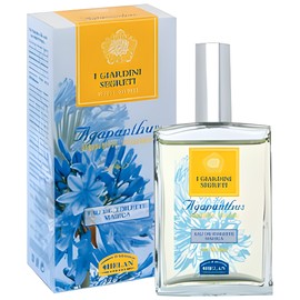 Agapanthus