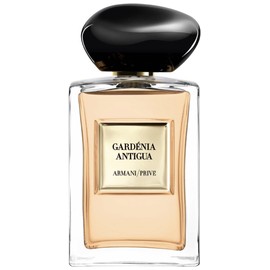 Gardénia Antigua