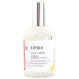Litsea