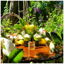 Solstice Magnolia