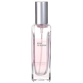 perfume Rose in Bloom