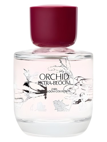 Orchid Extra-Bloom Zara pro ženy 