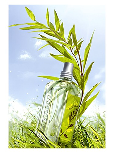 Verbena Sun L'Occitane en Provence pro ženy