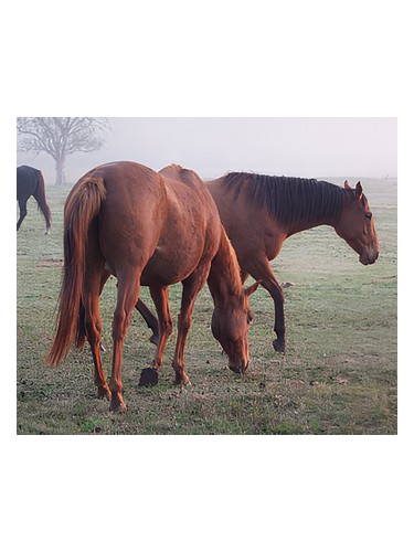 Whoa De Cologne Bud Parfums pro muže