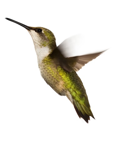 Hot Tension Ardent Vanilla