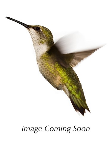 Hot Tension Electric Water