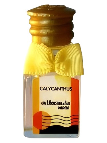 Calycanthus by Borsari