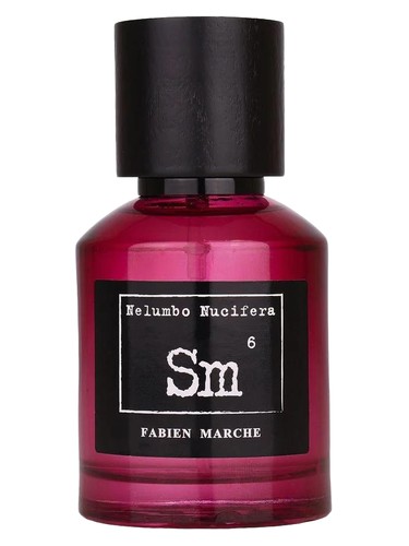 Sm6 Syphyglosum by Fabien Marche