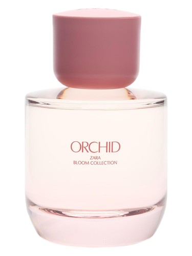 Orchid by Zara