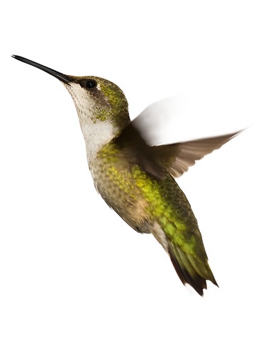 perfume Quiddity Riot Chipie pro ženy 