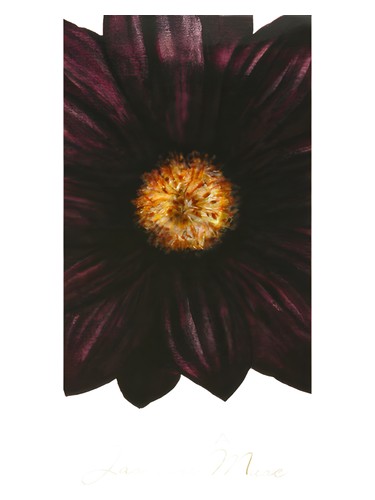 Jasmine Musc Zara pro ženy