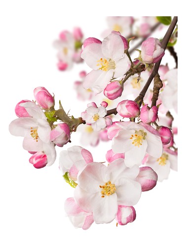 Japanese Garden CVS Essence of Beauty CVS Essence of Beauty pro ženy 