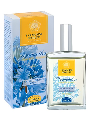 Agapanthus Helan pro ženy