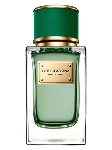 Velvet Cypress Dolce&Gabbana pro ženy a muže